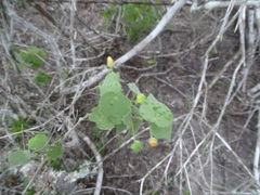Abutilon viscosum