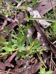 Opercularia ovata