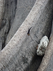 Gonatodes caudiscutatus