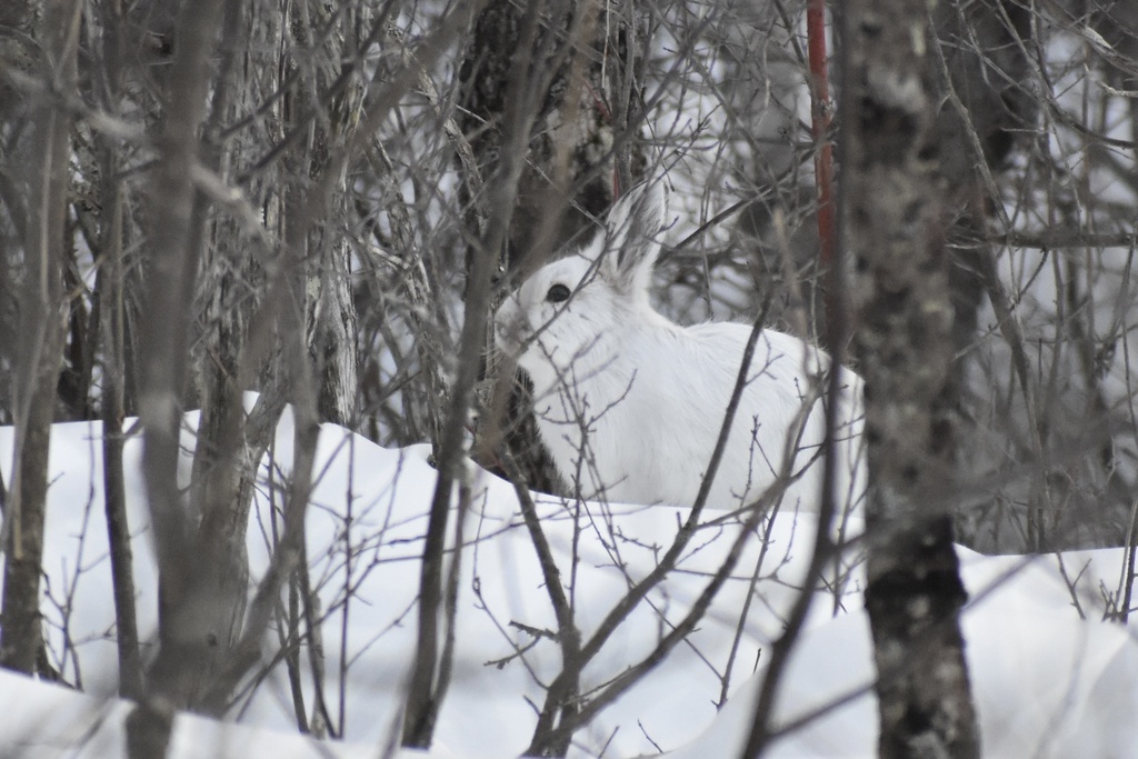 Snowshoe Hare from Floodwood, MN, US on February 26, 2022 at 0626 PM