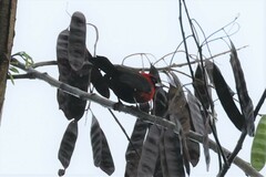 Ramphocelus nigrogularis