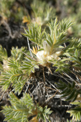 Astragalus granatensis