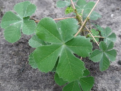 Cochlospermum wrightii