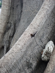 Gonatodes caudiscutatus