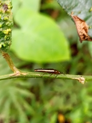 Languriinae