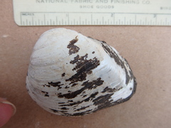 Pleurobemini