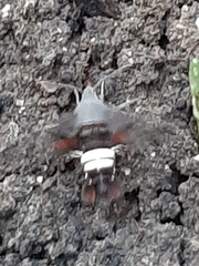 Amphion floridensis