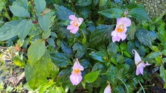 Impatiens uniflora