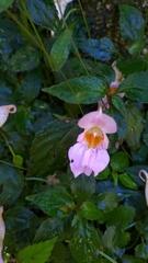Impatiens uniflora