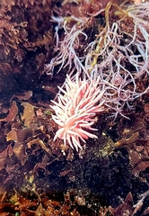 Okenia rosacea