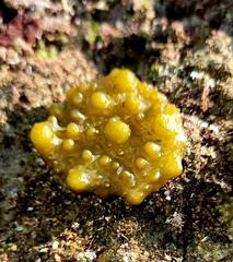 Colpomenia tuberculata