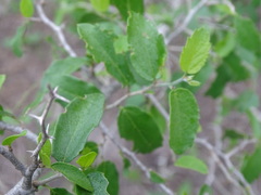 Celtis pallida