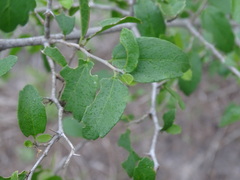 Celtis pallida