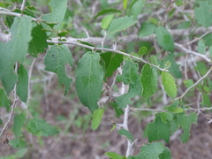 Celtis pallida