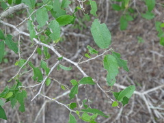 Celtis pallida