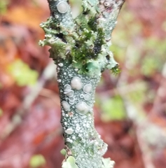 Lecanora carpinea
