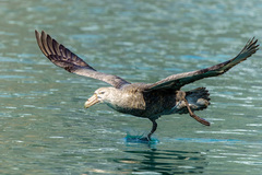 Macronectes giganteus