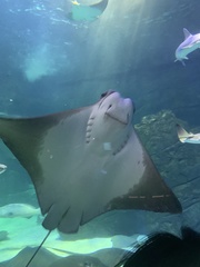 Rhinoptera