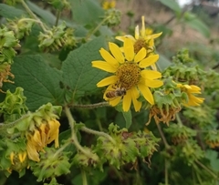 Smallanthus maculatus