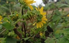 Smallanthus maculatus