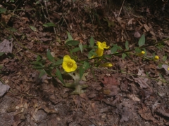 Aureolaria grandiflora