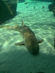 Ginglymostoma