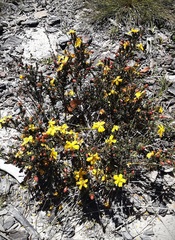 Hibbertia ericifolia