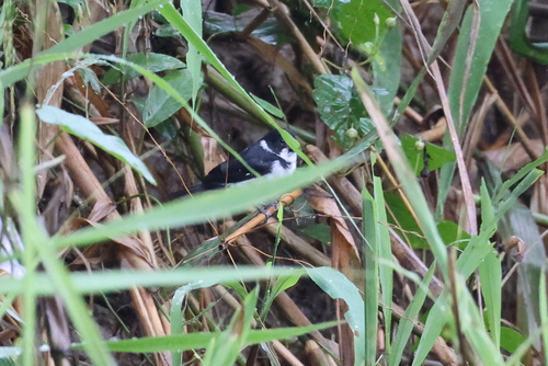 Wing-barred Seedeater (Sporophila americana), photo 5