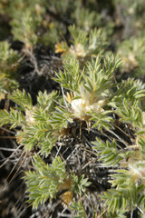 Astragalus granatensis