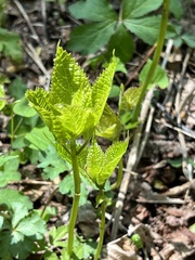 Collinsonia canadensis