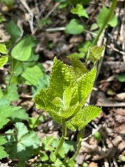Collinsonia canadensis