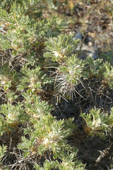 Astragalus granatensis