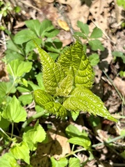 Collinsonia canadensis