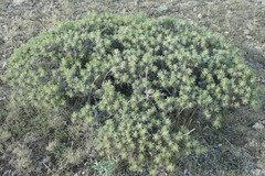 Astragalus granatensis