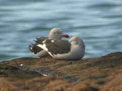 Leucophaeus scoresbii