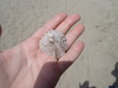 Crucibulum scutellatum