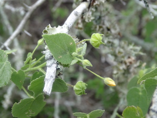 Abutilon viscosum, photograph 3