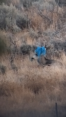 Mule Deer