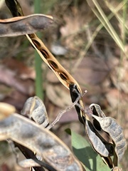 Acacia falcata