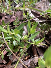 Opercularia ovata