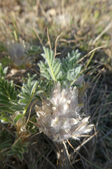 Astragalus nevadensis muticus