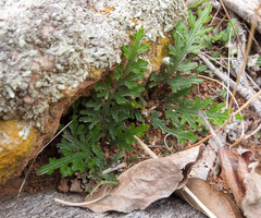 Selaginella convoluta