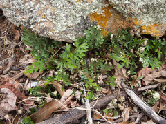 Selaginella convoluta