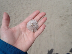 Crucibulum scutellatum