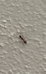 Camponotus americanus