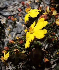 Hibbertia ericifolia