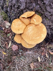 Gymnopilus ventricosus
