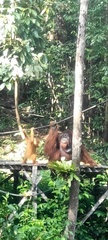 Pongo