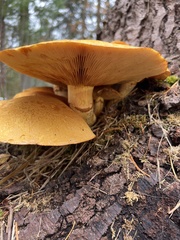 Gymnopilus ventricosus