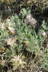 Astragalus nevadensis muticus